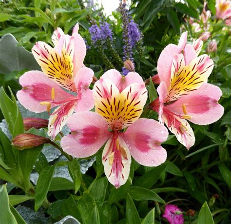 Alstroemeria is a genus of tuberous perennial garden plants, known by the names peruvian lily, inca lily, wild orchids. Kolokolo Store 20 White Pink Alstroemeria Lily Seeds ...