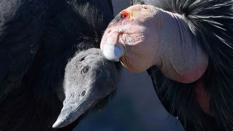 Critically Endangered California Condors Released Into The Wild