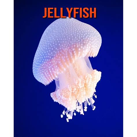 Jellyfish Amazing Facts About Jellyfish Paperback