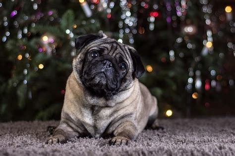8 Reasons Why Pugs Are The Best Pets