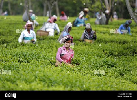 Tea Cutting Process Hi Res Stock Photography And Images Alamy