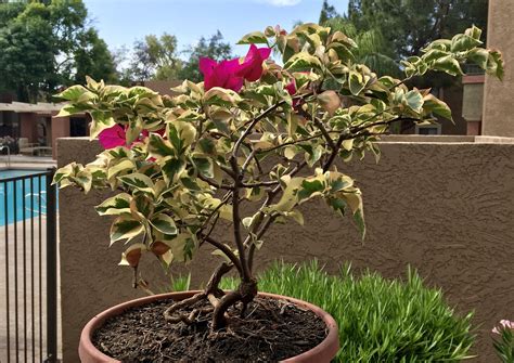 Bonsai Variegated Bougainvillea Planted Spring 2016 Cool Plants Potted