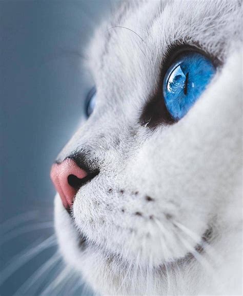 This Beautiful Blue Eyed Cat Aww