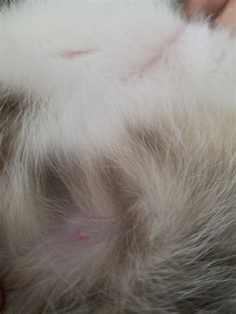 Red Little Acne Like Bump On Cats Belly Thecatsite