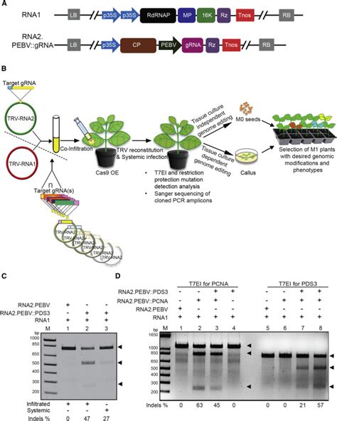 Efficient Virus Mediated Genome Editing In Plants Using The Crispr Cas