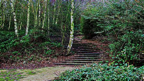 Woodland Steps Free Stock Photo Public Domain Pictures