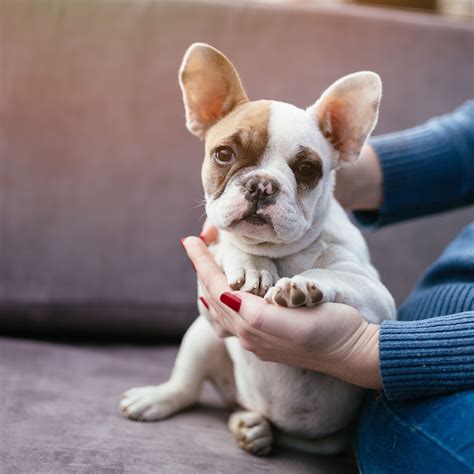 The french bulldog is a delightful little dog who shows little remnants of his gladiator ancestry. French Bulldog puppy socialization | French bulldog ...