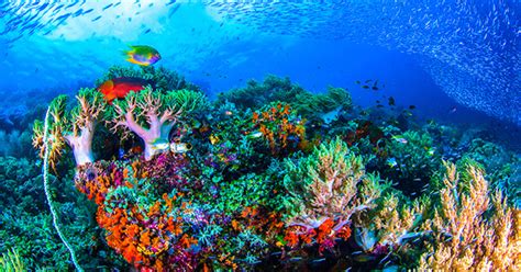 Demikian sajian kami, semoga bermanfaat dan salam mewarnai gambar sambil belajar. Foto Pemandangan Alam Di Dalam Laut | Kumpulan Gambar Bagus