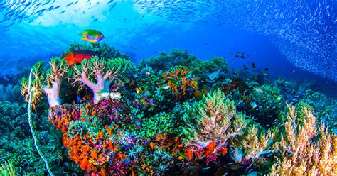 Pemandangan dasar laut yg indah nan mempesona adalah alam yang terdapat di dasar laut yang begitu indah dan mempesona. Pemandangan Bawah Laut di Indonesia Ini Menakjubkan ...