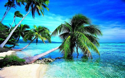 Tropical Desktop Wallpapers Top Free Tropical Desktop Backgrounds