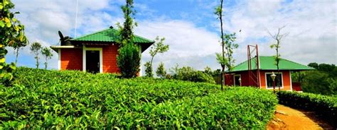 Collect the missing pages from the green hills of stranglethorn manuscript. Green Hill Estate, Idukki - Experience Kerala