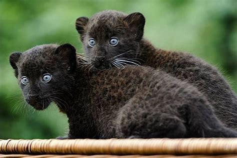 Black Leopard Cubs At Tierpark Zoo Wild Cats Pinterest