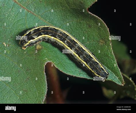 Southern Armyworm Spodoptera Eridania Caterpillar Feeding On A Cotton