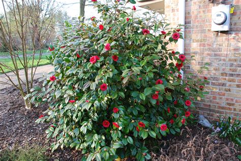 List of Zone 6 Hardy Camellias Grows Longer | What Grows There :: Hugh Conlon, Horticulturalist 