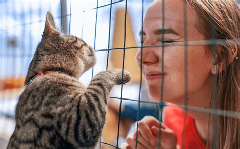 Petsmart Charities National Adoption Week Cat Adoption Team