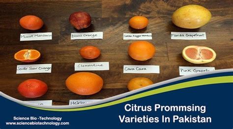 What Are Promising Citrus Species And Cultivars Grown In The Unique