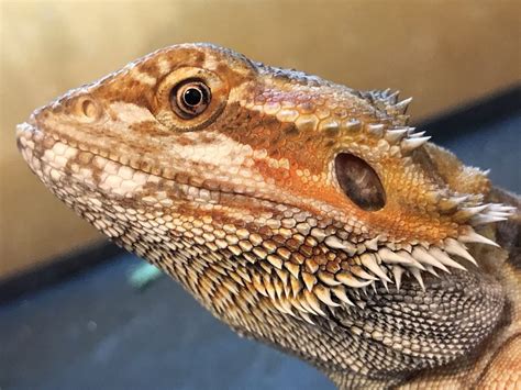Are Bearded Dragons Great To Keep As Pets Explained