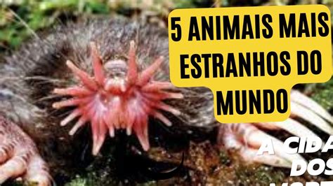 5 Animais Mais Assustadores Do Mundo Curiosidades Do Mundo Mundo
