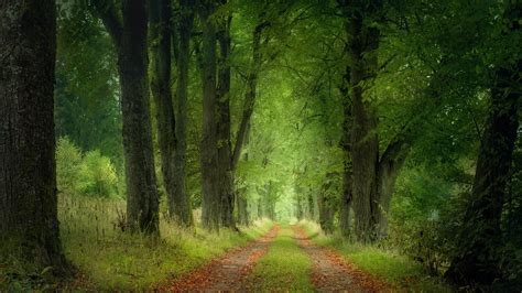 Czech Republic Forest Landscape And Road Between Foliage Trees Hd