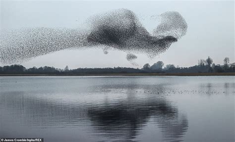 Astonishing Moment Flock Of Starlings Form Perfect Shape Of A Giant