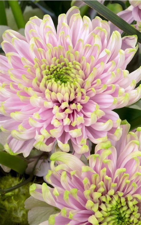 The 25 Best Chrysanthemum Flower Ideas On Pinterest Chrysanthemum