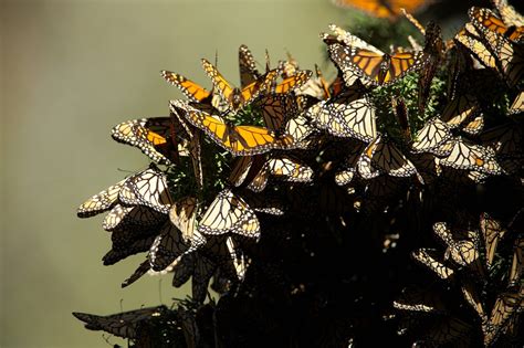 Santuarios En México Para Admirar A La Mariposa Monarca