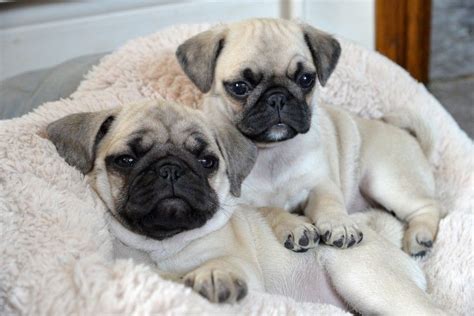 Since puppies need energy to grow big and strong, their food is higher. Pug Puppies For Sale | Dallas, TX #223336 | Petzlover