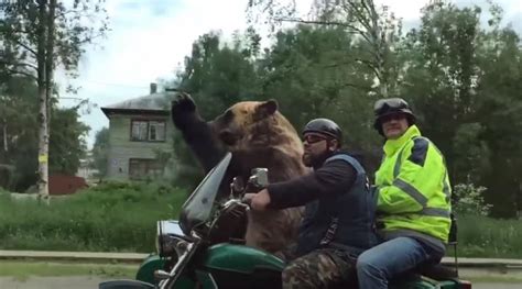 video three videos of russian bear encounters that prove russians are insane