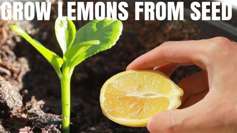 How To Grow Lemon Tree From Seeds Youtube