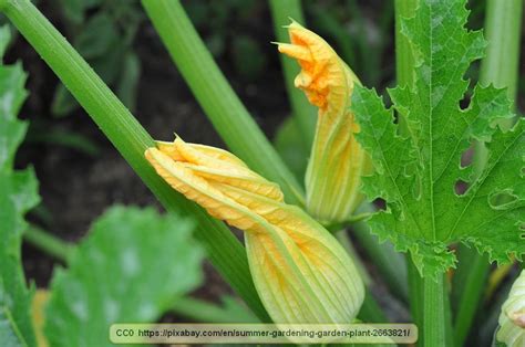 What nutrients do tabletop zucchini need to grow. How to Grow Very Productive Zucchinis - Virily