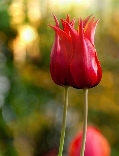 Tulips Flower Blossom Red Free Stock Photo Public Domain Pictures