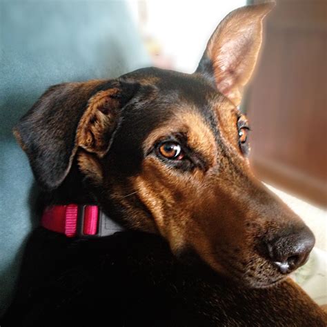 The doberman shepherd is a large to giant crossbreed that is a mix of the doberman pinscher and the german shepherd. German Shepherd Doberman mix breed dog. Abbey Belle. Our newest rescue pet! | Doberman mix ...