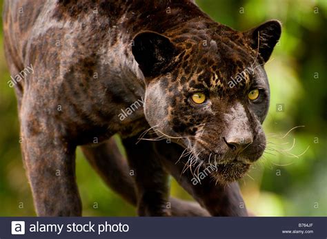 Panther Or Black Jaguar Panthera Onca Stock Photo