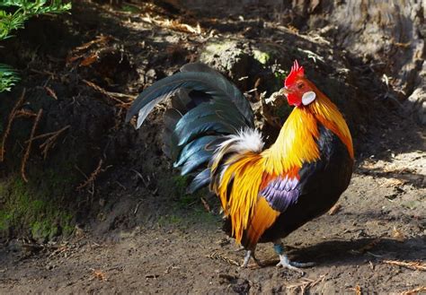 The first imports into the uk were not until the early 1970's and soon became very he is passionate about poultry and keeps a range of different chickens, ducks, geese and quail. Dutch Bantam Rooster http://i738.photobucket.com/albums ...