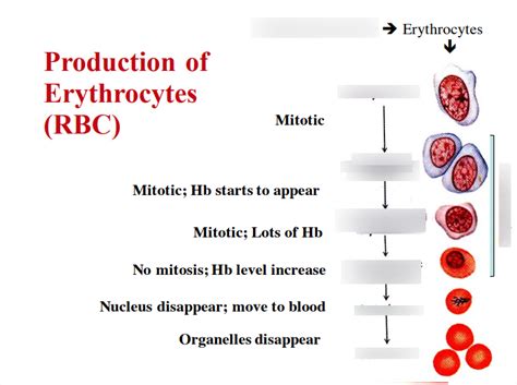Production Of Erythrocytes Diagram Quizlet