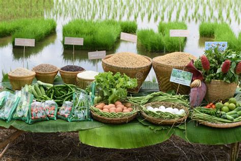 Agricultural Products Of Farmer Editorial Stock Image Image Of