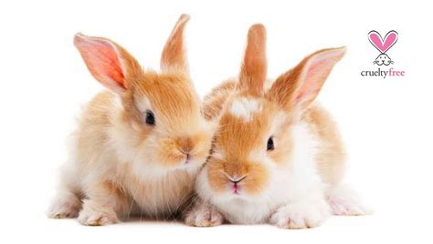 La cantidad de marcas cruelty free que existen en chile es bastante amplia, aunque muchas de mis marcas favoritas no las venden aquí. Marcas brasileiras Cruelty Free: Amend - Diário da Ruiva