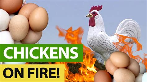 World Wide Chicken Farm Fires Happening Youtube
