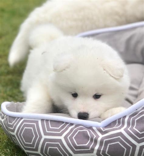 Samoyed Puppy For Sale Dogs For Sale Ireland