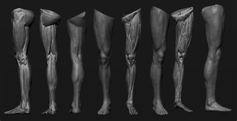 Ren Manuel Leg Anatomy Study