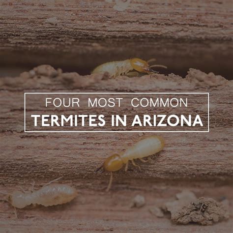 Four Most Common Termites In Arizona