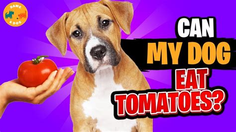 Can Dogs Eat Tomatoes Can I Give My Dog Tomato Sauces And Soups