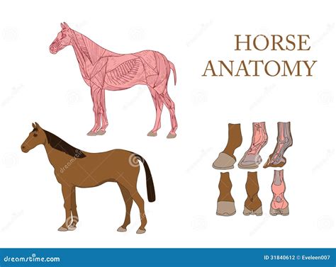 Horse Cross Section Muscles And Hoof Vector Illustration
