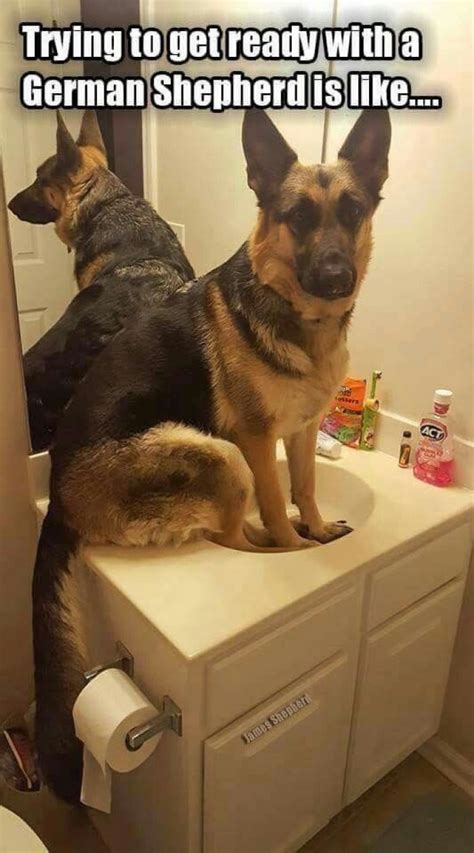 German Shepherd Memes That Will Make You Laugh Harder Than You Should
