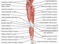 Another muscle series video brought to you by dr. 11 best images about Sartorius Muscle: Stretch ...