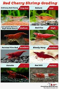 Red Cherry Shrimp Grading With Pictures Shrimp And Snail Breeder