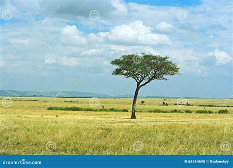 The Tree In The African Savanna Stock Photo Image Of Kenya Natural