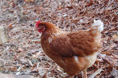 Backyard chickens used to be something that everyone did in the past. 5 Tips For Raising Backyard Chickens