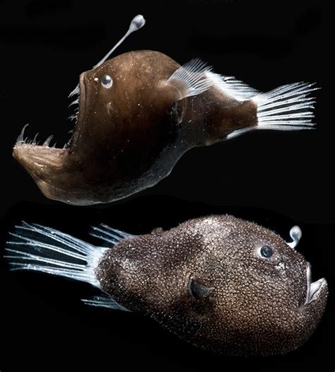 Genetics Shed Light On Symbiosis Of Anglerfish And Glowing Bacteria
