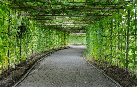 Grow throughs are placed over plants in early. Túnel verde de la planta de Luffa en ángulo — Foto de ...